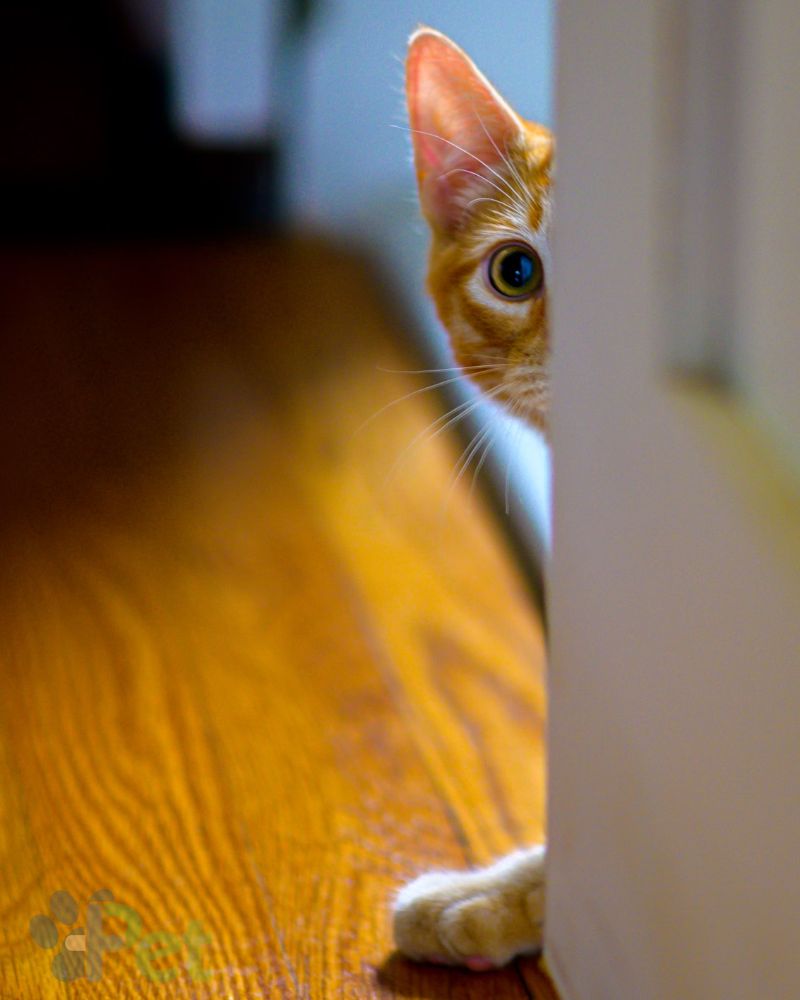Señales que tu gato necesita ir al Veterinario MasPet