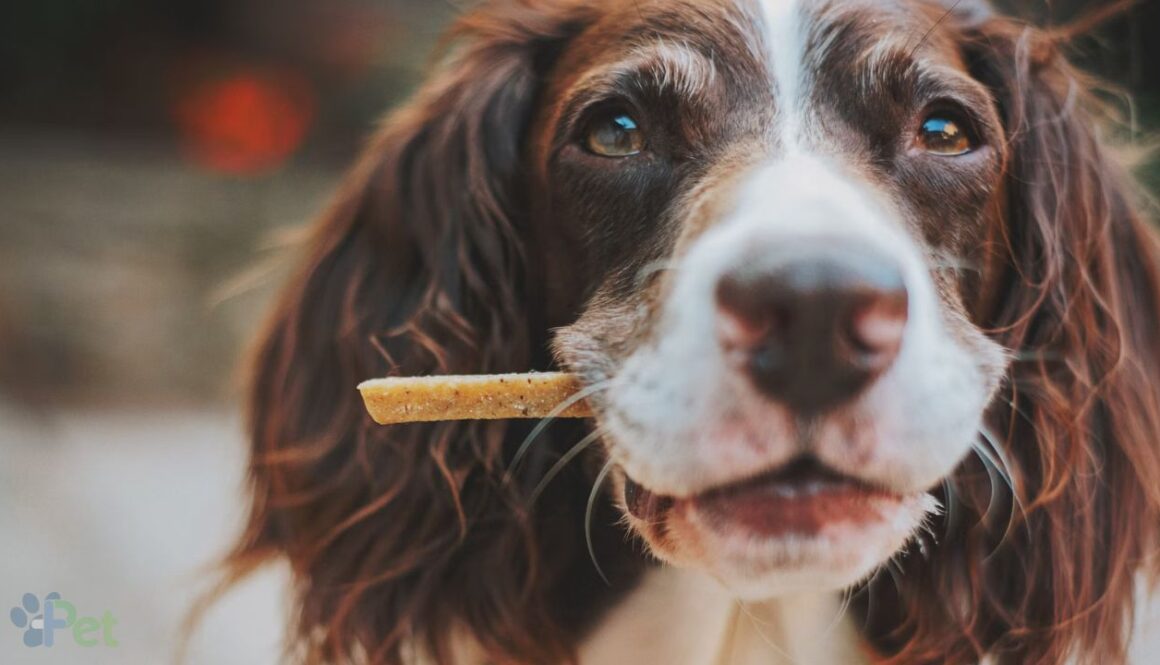 MasPet dieta barf perros
