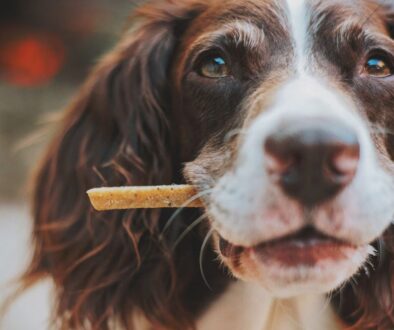 MasPet dieta barf perros