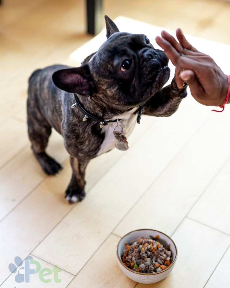 food for your Happy dog MasPet