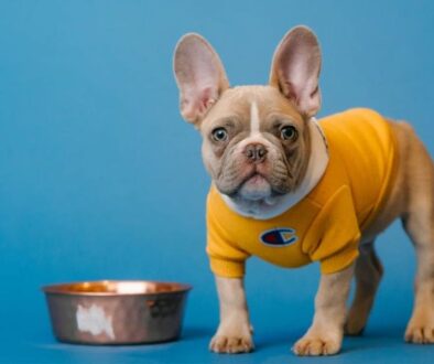 How to choose the best food for your dog based on his age and size